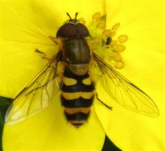 Hoverfly: note the large eyes, short antennae, wings and no waist
